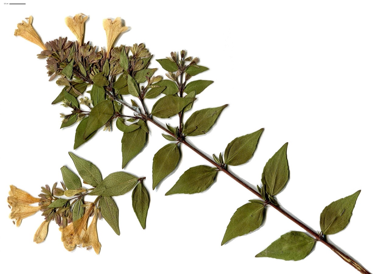 Abelia x grandiflora (Caprifoliaceae)